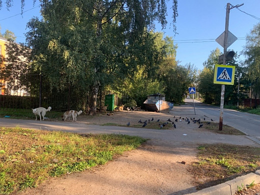 Около школы №14 в Иванове обитает стая собак